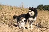 CHIEN FINNOIS DE LAPONIE 280